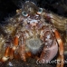 crab_anemone_shr_tam_h_0006_bal6379.jpg